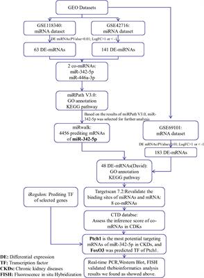 Regulation of Ptch1 by miR-342-5p and FoxO3 Induced Autophagy Involved in Renal Fibrosis